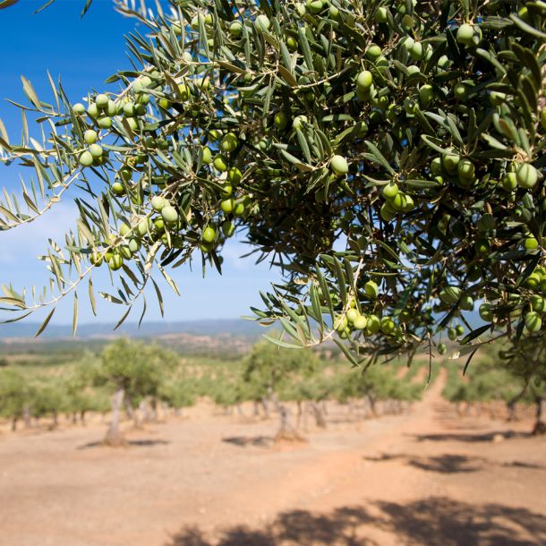 Olivo Cigüeña Negra