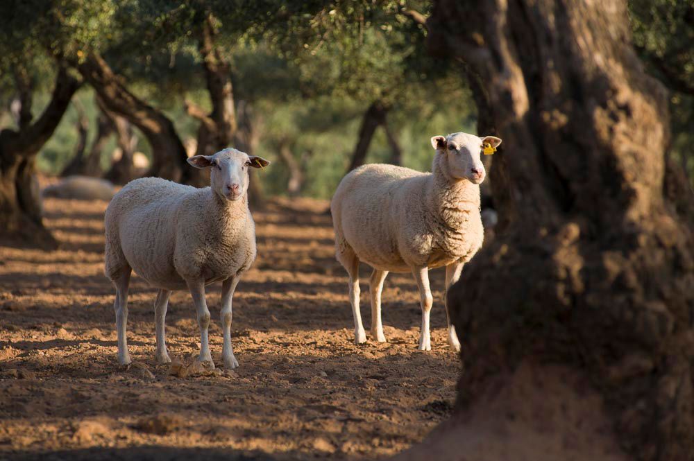 Carnes March sheep