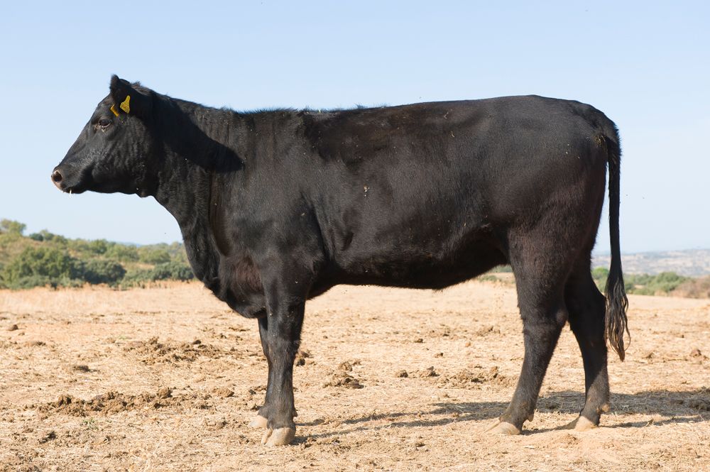 Vaca Carnes March